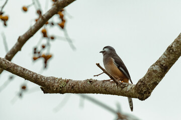 bird on a branch
