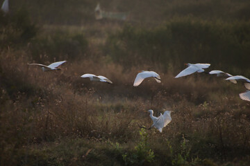 heron bird is flying