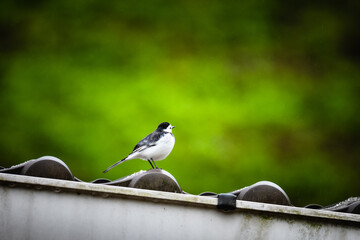 bird on a fence