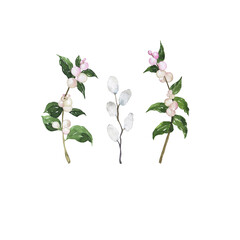 Set of snowberry branches and white bud branch. Hand drawn watercolor illustration.