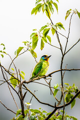 bird on a branch