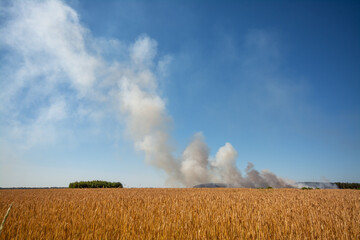 Fototapeta na wymiar Agricultural field of rye with cloud of smoke in the background. Fire in the countryside