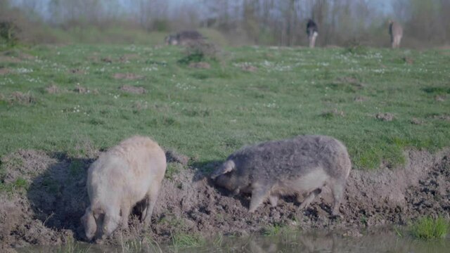 Domestic pigs in a wallow mud