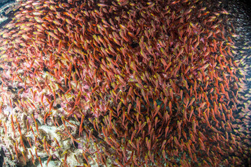 キンメモドキ　群れ　魚　海