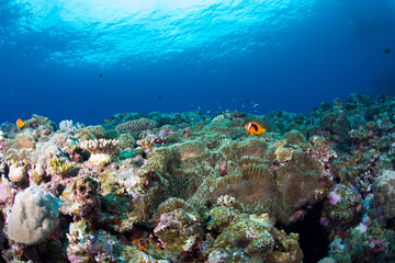 Naklejka na ściany i meble 珊瑚　サンゴ礁　クマノミ イソギンチャク