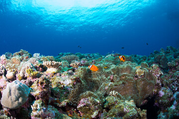 Naklejka na ściany i meble 珊瑚　サンゴ礁　クマノミ 