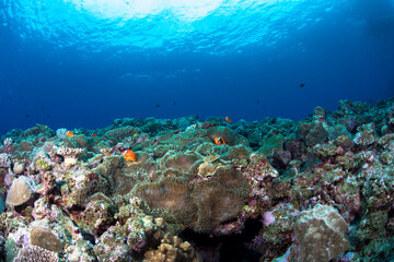 Obraz na płótnie Canvas クマノミ 珊瑚