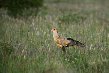 Secretarybird - Sagittarius serpentarius, iconic bird from African savannas, Taita hills, Kenya.