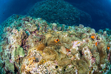 Naklejka na ściany i meble クマノミ 珊瑚　イソギンチャク
