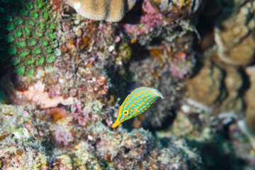 テングカワハギ 