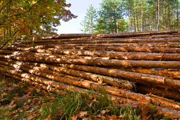 Stack of logs of pine in forest