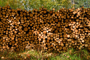 Stack of logs of pine