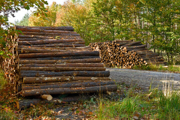 Stack of logs of pine in forest