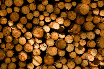 Stack of logs of pine