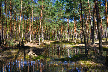 Pond in the pine forest