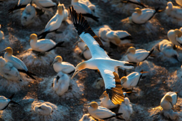Gannet bird flying back to the colony at sunset. High angle view. Muriwai, Auckland.