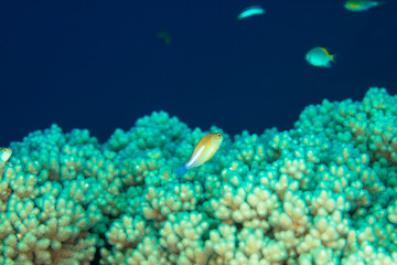 コビトスズメダイ　珊瑚　魚