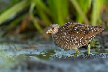 Spotted crake bird ( Porzana porzana )