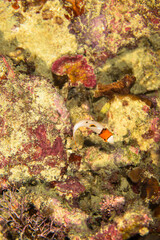 イロブダイ　幼魚