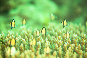 魚　珊瑚　スズメダイ