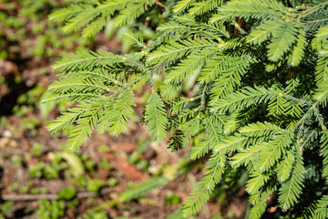 Evergreen Sequoia sempervirens (coastal sequoia). Branches with carved leaves on blurred background...
