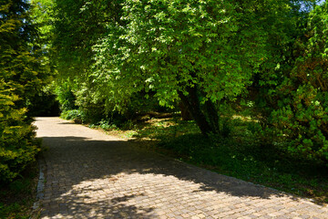 Alley in the park on sunny day