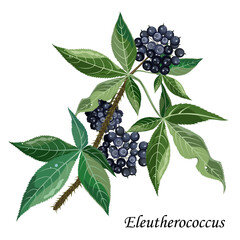 Eleutherococcus senticosus (siberian ginseng) branch with black berries, vector  illustration of medicinal plant.