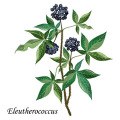 Eleutherococcus senticosus with ripe black berries, medicinal plant, vector illustration.