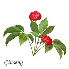 Ginseng (panax ginseng) plant with green leaves and bright red berries, realistic vector illustration of of medicinal plant.