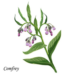 Comfrey (Comphrey, Symphytum officinale), plant with green leaves, bright purple and pink flowers, vector illustration.