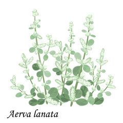 Aervae lanatae herba (Aerva lanata), plant with green leaves, flowers and buds, realistic vector illustration