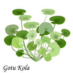 Gotu Kola  (Asiatic pennywort, Indian pennywort, Centella asiatica) isolated on white background, vector illustration.