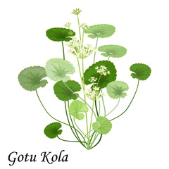 Gotu Kola leaves, flowers and buds (pennywort, Centella asiatica ) isolated on white background, vector illustration.