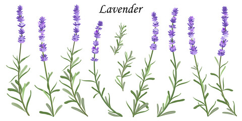 Set of violet lavender flowers on white background, vector illustration.