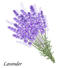 Bunch of violet lavender flowers on a white background, vector illustration. - obrazy, fototapety, plakaty