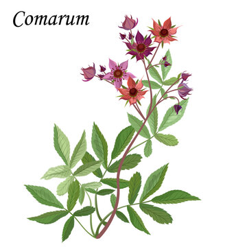 Comarum palustre (Marshlocks, Potentilla) or swamp cinquefoil, vector colorful  illustration of medicinal plant.