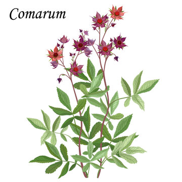 Comarum palustre (Marshlocks, Potentilla). Medicinal plant with leaves and flowers, realistic vector illustration 