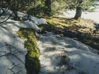 Dernière neige de printemps sur la mousse de forêt