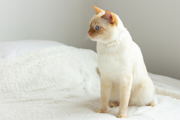Thai (Siamese) red point domestic cat with blue eyes and red ears sits on a white bedspread in bed....