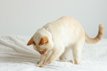 Fototapeta premium Thai (Siamese) domestic cat red point plays and catches something on a white bedspread on the bed. Place for text.