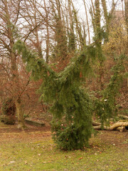 Torreya californica | California nutmeg tree or stinking nutmeg. Spreading, slightly drooping whorled branches with young shoots. Dark-green leaves needle-like, sharp pointed, spirally and twisted