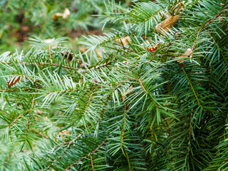 Torreya californica | Close up on drooping yellowish green twigs California nutmeg tree with stiff...