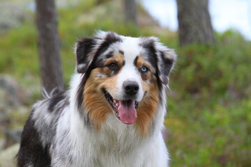 australian shepherd