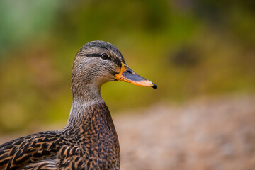 Selective focus photo. Mallard duck.