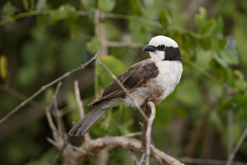 Northern White-crowned Shrike - Eurocephalus ruppelli, beautiful special perching bird from African...
