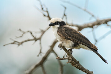 Northern White-crowned Shrike - Eurocephalus ruppelli, beautiful special perching bird from African bushes and savannahs, Taita hills, Kenya.