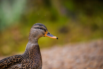 Selective focus photo. Mallard duck.