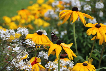 Schmetterlinge im Blumenbeet mit gelben Sonnenhut / Echinacea - obrazy, fototapety, plakaty