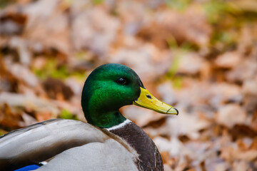 Selective focus photo. Mallard duck.