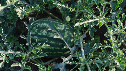 striped watermelon with leaves in the vegetable garden